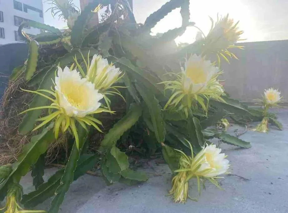Fresh Tropical Colonial Style Walk-Up- Rooftop Terrace- Beach View 圣胡安 0*,  波多黎各