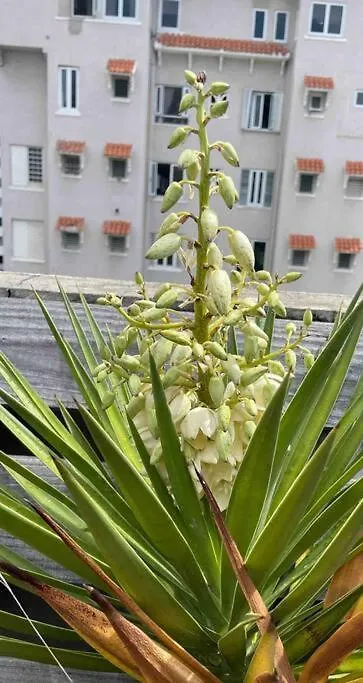 Fresh Tropical Colonial Style Walk-Up- Rooftop Terrace- Beach View 圣胡安